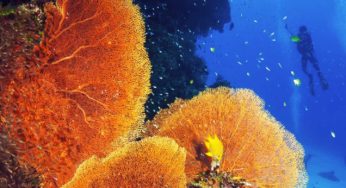 Coral Reef Conservation