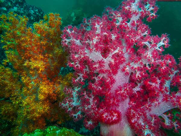 Koh Lanta dive sites