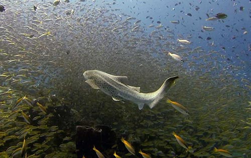 Koh Lanta dive sites