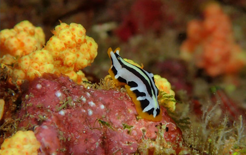 Koh Lanta dive sites