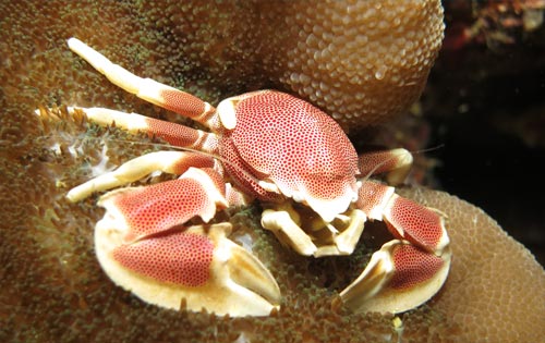 Koh Lanta dive sites