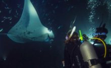 Night Diver