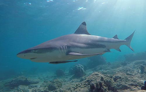 Koh Lanta dive sites