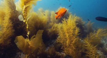Underwater Naturalist Diver