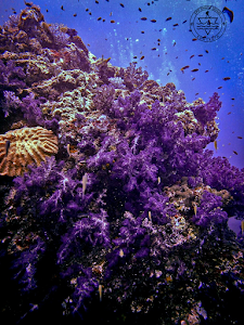 Apo Dhatu Divers place picture