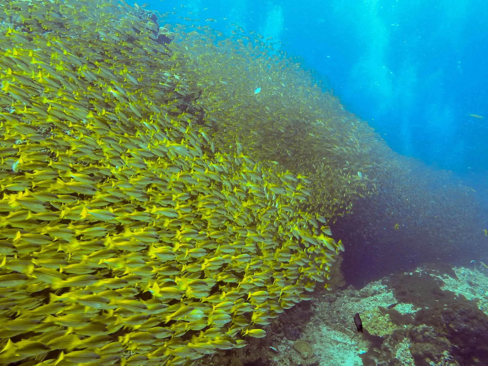 Sortie Excursion plongée à Koh Lanta