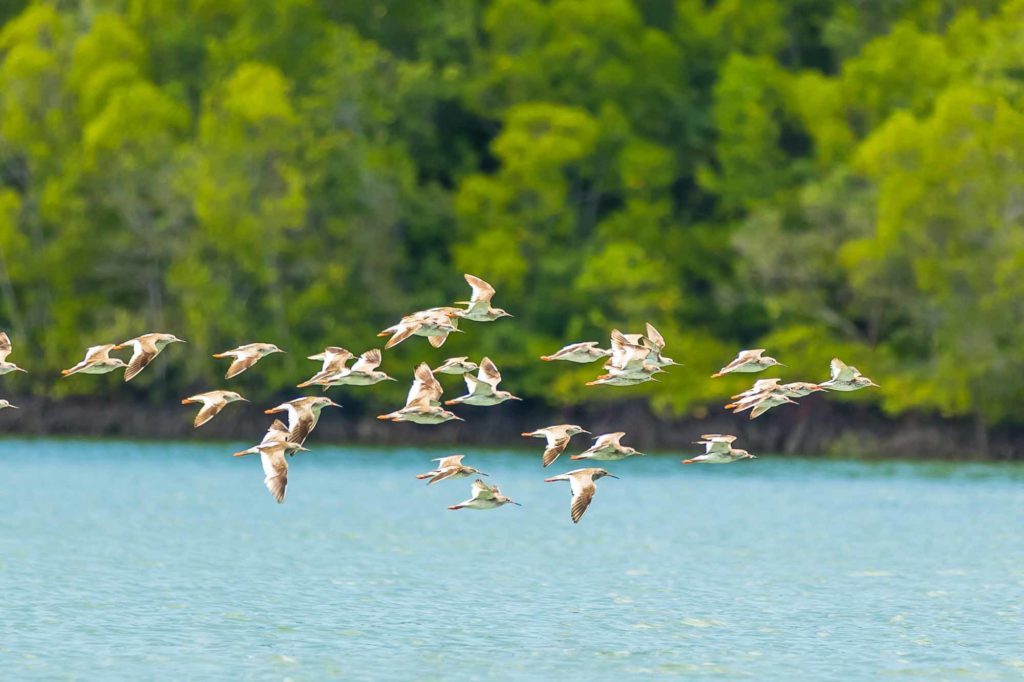 Oiseaux Koh Lanta