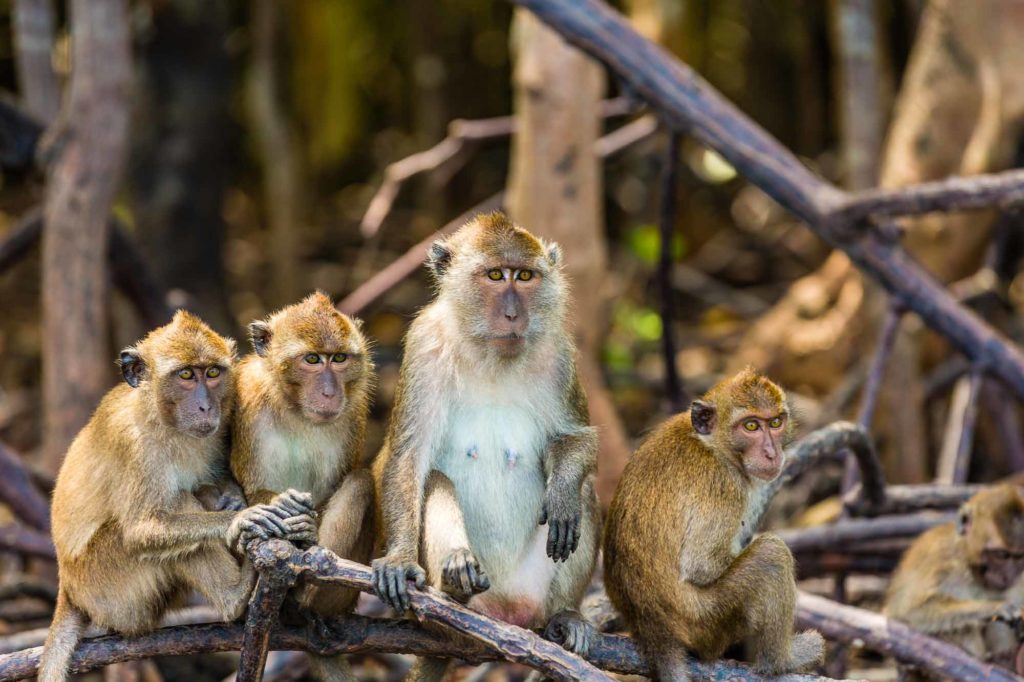 Singe Koh Lanta