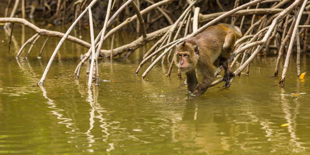 Singe mangrove Koh Lanta