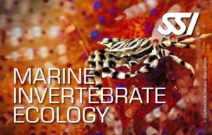 Marine invertébrés