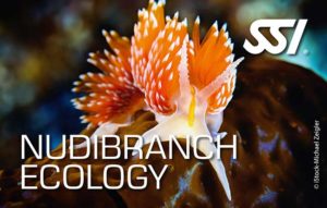 Écologie des Nudibranches