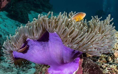 Anemone Reef