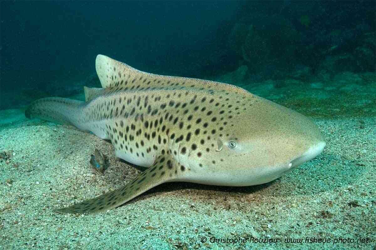 leopard-shark meilleur Centre de plongée koh lanta / meilleur club de plongée koh lanta
