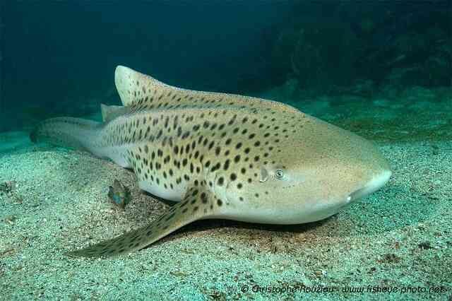 leopard-shark_smartphone Centre de plongée koh lanta / club de plongée koh lanta