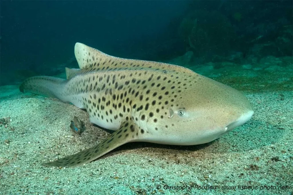 Requin Léopard